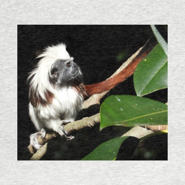 Cotton-top Tamarin by kirstybush